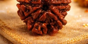 8 Mukhi Rudraksha