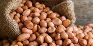 Raw Peanut Kernel