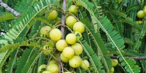Amla