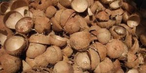Brown Coconut Shell