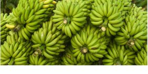 Fresh Green Banana
