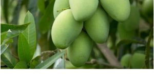 Fresh Green Mango