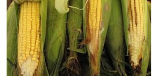 Maize Seeds