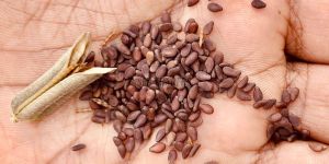 Brown Sesame Seeds