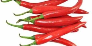 Fresh Red Chilli