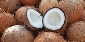 Natural Farm Fresh Semi Husked Coconut