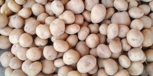 Potatoes