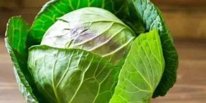 a Grade Fresh Green Cabbage