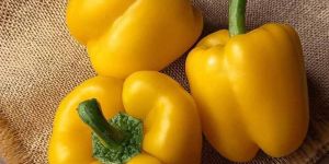 a Grade Fresh Yellow Capsicum
