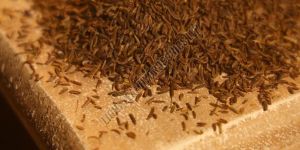 Gurez Black Cumin Seed