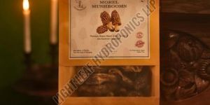 Forest Wild Morel Mushroom