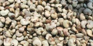 Raw Cashew Nuts