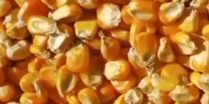 Yellow Corn