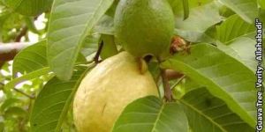 allahabadi guava fruit plant