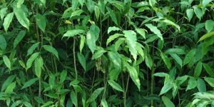 Aquilaria Malaccensis Plant