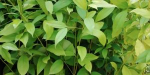 Cinnamon Plants