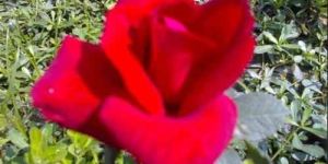 Fresh Red Rose