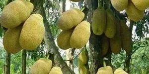 Grafted Jackfruit Plant