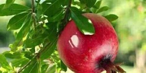 Grafting Kolkata Pomegranate Plant