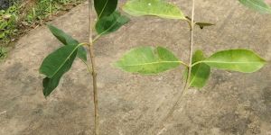 Hybrid Black Jamun Plants ( Grafting)