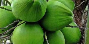 Hybrid Coconut Tree Plant