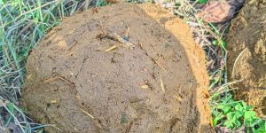 Cow Dung