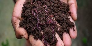 Organic Vermicompost Fertilizer
