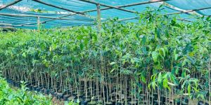 Agarwood Oud Fragrance Tree Plantation Plant