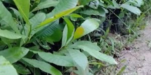 Cashew Nut Plant