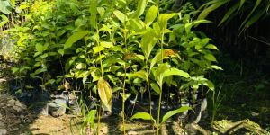 Cinnamon Spice Dalchini Live Plantation Plant