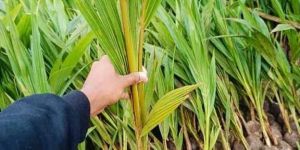 Coconut Plant