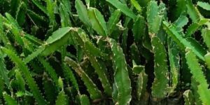 Dragon Fruit Plant