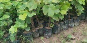 Green Grapes Plant