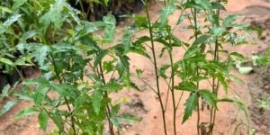 Mulber Neem Plant