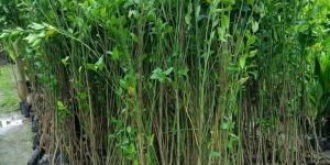 Nagpur Orange Budded Citrus Fruit Plant