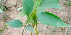 Taj Petta Plant