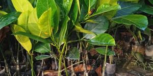 Thailand Grafted Jackfruit High Yield Plant