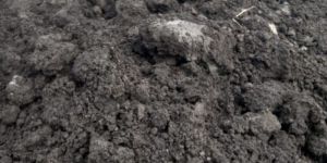 Black Soil for Pitch