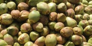 Green Tender Coconut