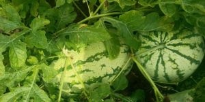 Watermelon