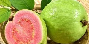 Fresh Pink Guava