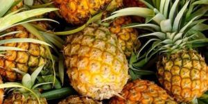 Fresh Queen Pineapple