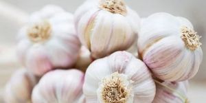 Fresh White Garlic