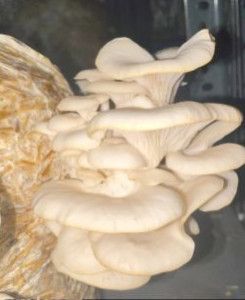 Oyster Mushroom