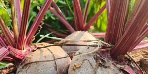 Organic Beetroot