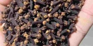 Brown Dried Clove