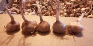 Premium Kashmiri Saffron Bulbs