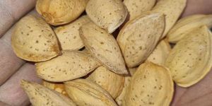 Shelled Almond Nuts