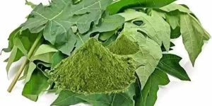 Dehydrated Papaya Leaves Powder