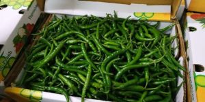 Fresh Green Chilli